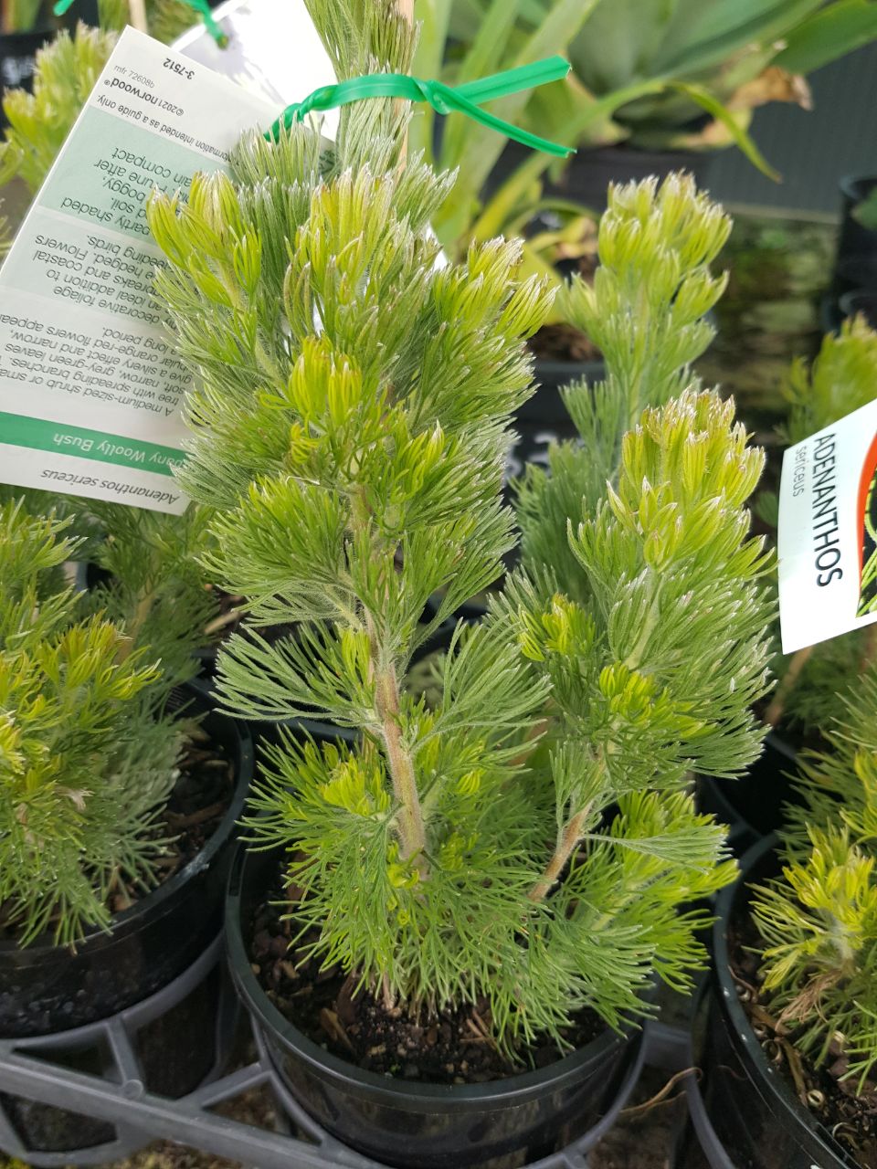 Adenanthos - Sericeus - One Red Hill
